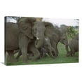 thumbnail image 1 of 20 x 30 in. African Elephant Herd Running, Linyanti Swamp, Botswana Art Print - Gerry Ellis, 1 of 1