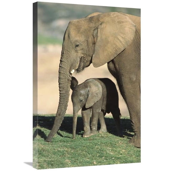 20 x 30 in. African Elephant Mother & Calf, Native to Africa Art Print - San Diego Zoo