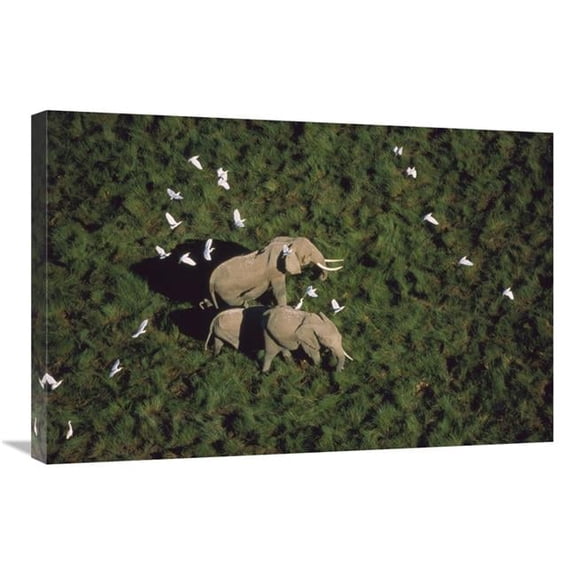 20 x 30 in. African Elephant Parents & Two Calves with Cattle Egret Flock, Kenya Art Print - Tim Fitzharris