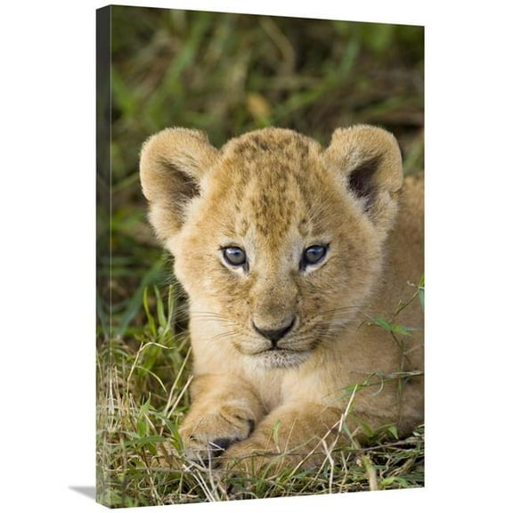 20 x 30 in. African Lion Five Week Old Cub, Vulnerable, Masai Mara National Reserve, Kenya Art Print - Suzi Eszterhas