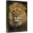 thumbnail image 1 of 20 x 30 in. African Lion Male Portrait, Native to Africa Art Print - San Diego Zoo, 1 of 1