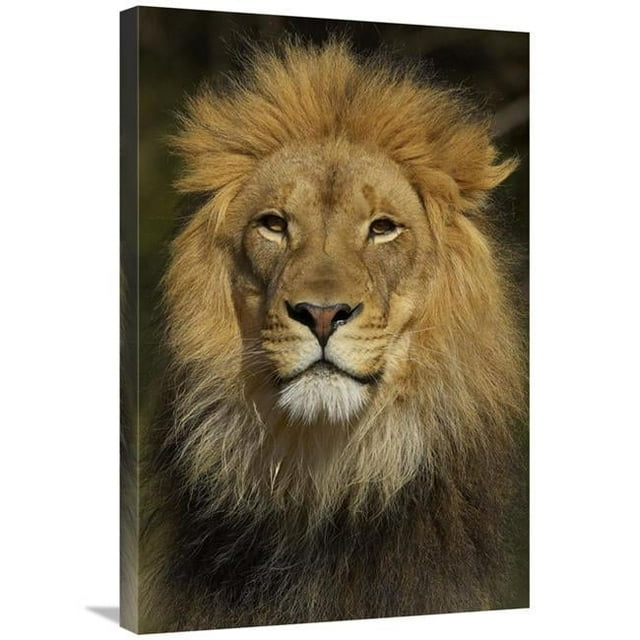 20 x 30 in. African Lion Male Portrait, Native to Africa Art Print - San Diego Zoo