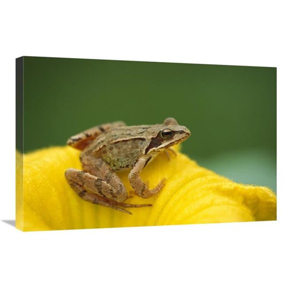 20 x 30 in. Agile Frog on Flower, Bavaria, Germany Art Print - Konrad Wothe