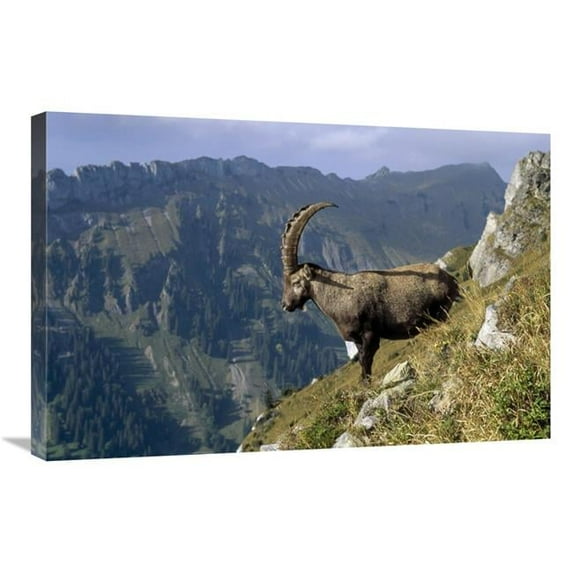 20 x 30 in. Alpine Ibex Male with Swiss Alps in Background, Europe Art Print - Konrad Wothe