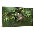 thumbnail image 1 of 20 x 30 in. American Beaver Eating Willow, Alaska Art Print - Konrad Wothe, 1 of 1