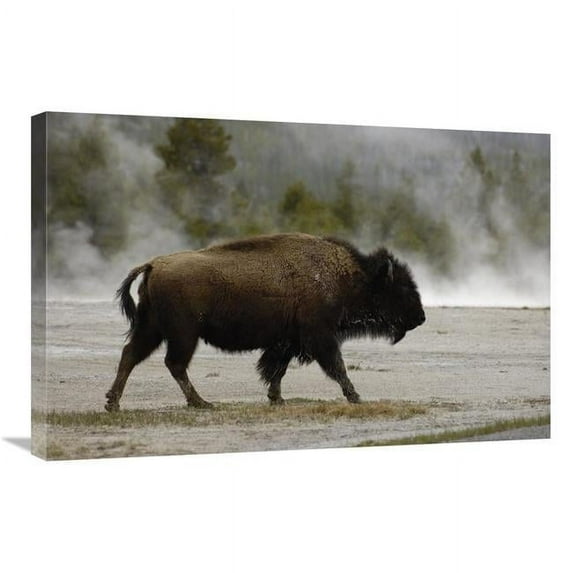 20 x 30 in. American Bison Male Near Hot Springs, Yellowstone National Park, Wyoming Art Print - Pete Oxford