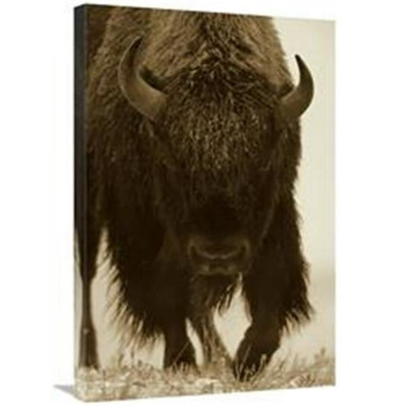 20 x 30 in. American Bison Portrait in Snow, North America Art Print - Tim Fitzharris