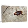 thumbnail image 1 of 20 x 30 in. American Cockroach, India Art Print - Konrad Wothe, 1 of 1