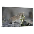 thumbnail image 1 of 20 x 30 in. American Pika Carrying Vegetation in Mouth, Yukon, Canada Art Print - Michael Quinton, 1 of 1