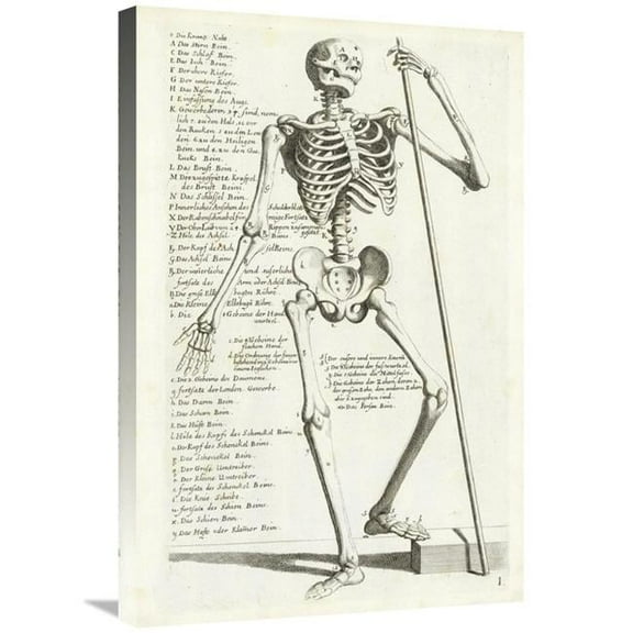 20 x 30 in. Anatomical Diagram Showing Human Skeleton, Front View with Legends Art Print - Hieronymus Bollmann