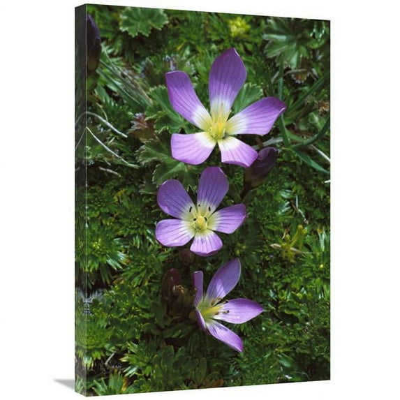 20 x 30 in. Andean Flowers in Boggy Paramo Grassland, Cotopaxi National Park, Ecuador Art Print - Tui De Roy