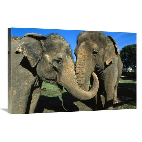 20 x 30 in. Asian Elephant Pair with Entwined Trunks, Native to India, Asia, Thailand & Laos Art Print - San Diego Zoo