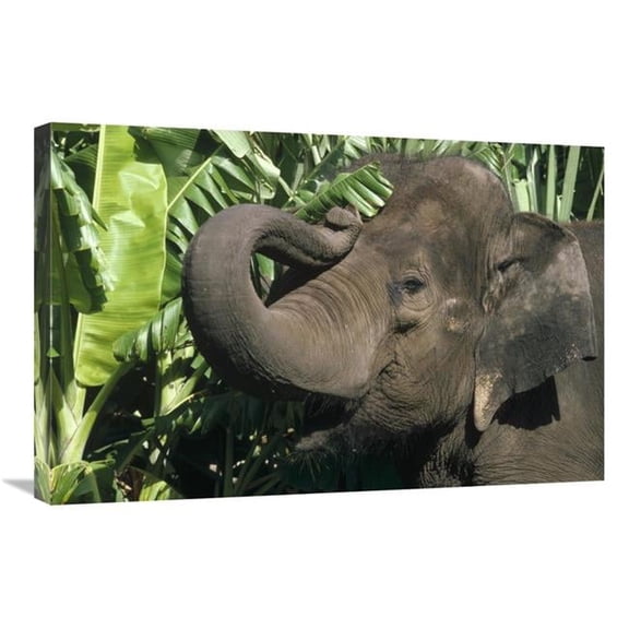 20 x 30 in. Asian Elephant Profile, India Art Print - Gerry Ellis