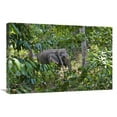 thumbnail image 1 of 20 x 30 in. Asian Elephant Working in Rainforest, Havelock Island, India Art Print - Konrad Wothe, 1 of 1