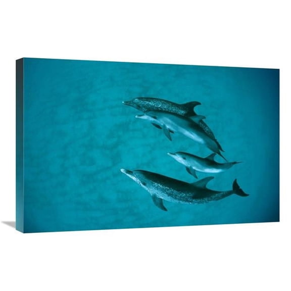 20 x 30 in. Atlantic Spotted Dolphin Adult Group with Unspotted Calf, Underwater, Bahamas Art Print - Flip Nicklin