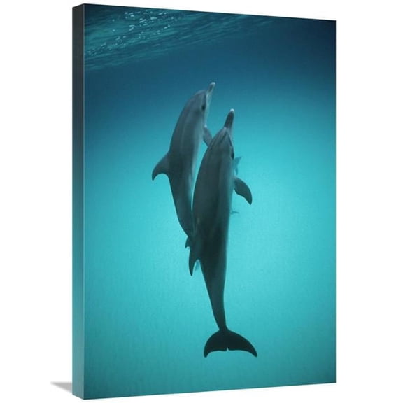 20 x 30 in. Atlantic Spotted Dolphin Underwater Pair, Bahamas Art Print - Flip Nicklin