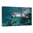 thumbnail image 1 of 20 x 30 in. Australian Sea Lion Underwater Portrait, South Australia Art Print - Hiroya Minakuchi, 1 of 1