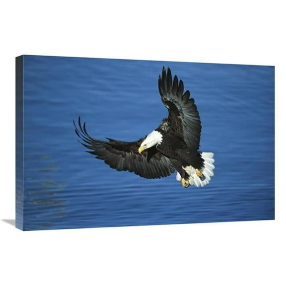 20 x 30 in. Bald Eagle Flying Over Water, Kenai Peninsula, Alaska Art Print - Tom Vezo