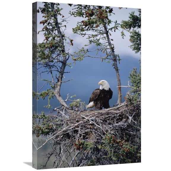 20 x 30 in. Bald Eagle Parent on Nest, Alaska Art Print - Michael Quinton