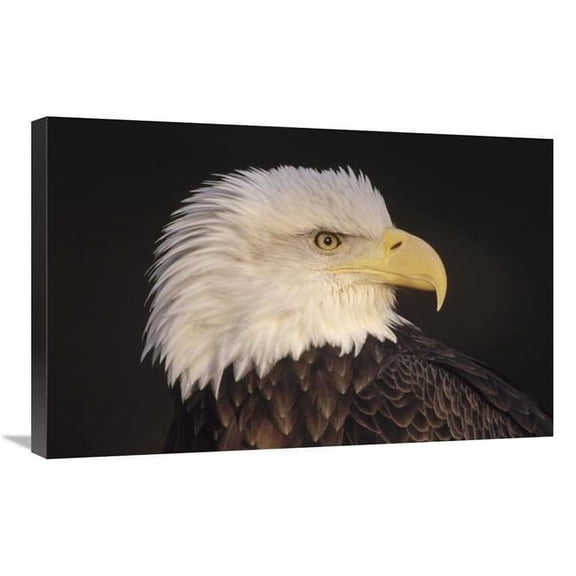 20 x 30 in. Bald Eagle Portrait, North America Art Print - Gerry Ellis