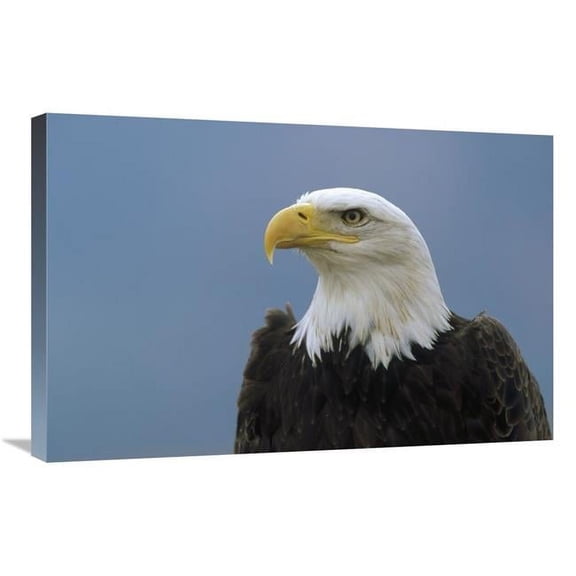 20 x 30 in. Bald Eagle Portrait, North America Art Print - Konrad Wothe