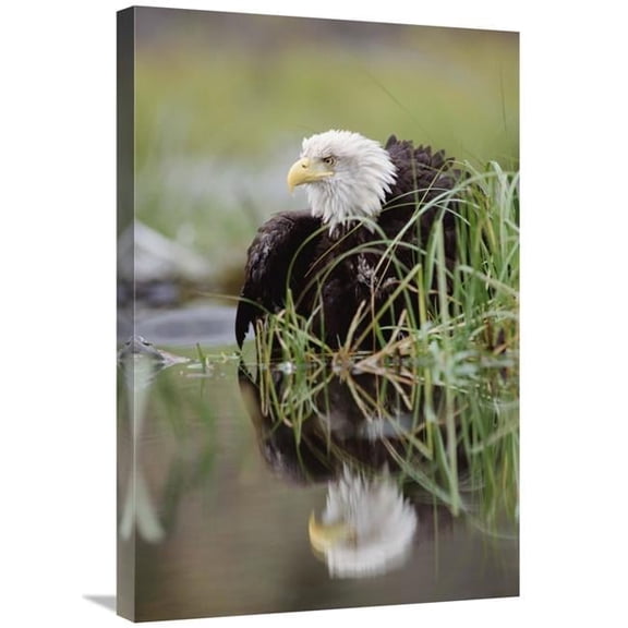 20 x 30 in. Bald Eagle with Reflection at the Edge of A Lake, North America Art Print - Tim Fitzharris