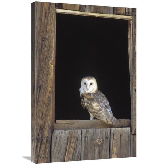 20 x 30 in. Barn Owl Perching on Barn Window, North America Art Print - Konrad Wothe