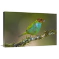 thumbnail image 1 of 20 x 30 in. Bay-Headed Tanager, Costa Rica Art Print - Steve Gettle, 1 of 1