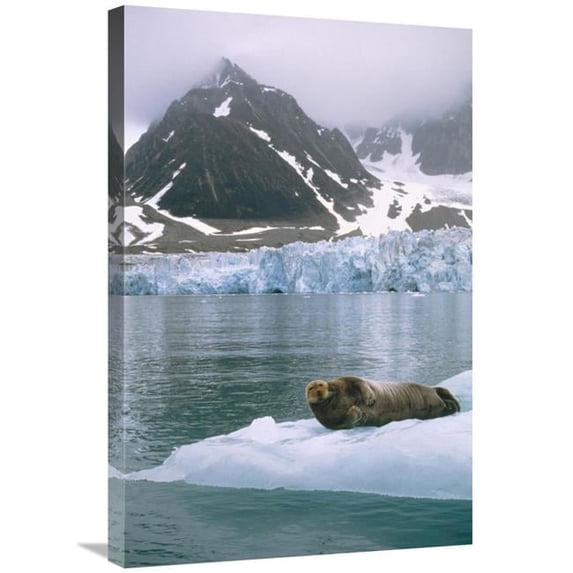 20 x 30 in. Bearded Seal Resting on Ice Floe, Spitsbergen, Svalbard, Norwegian Arctic Art Print - Tui De Roy