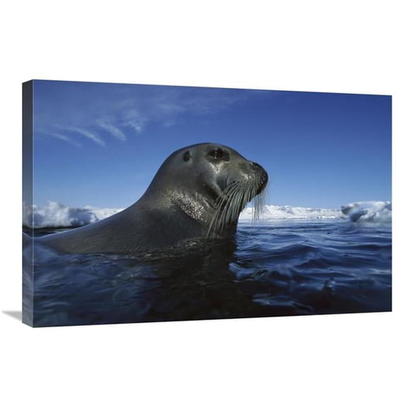 20 x 30 in. Bearded Seal Surfacing, Svalbard, Norway Art Print - Flip Nicklin