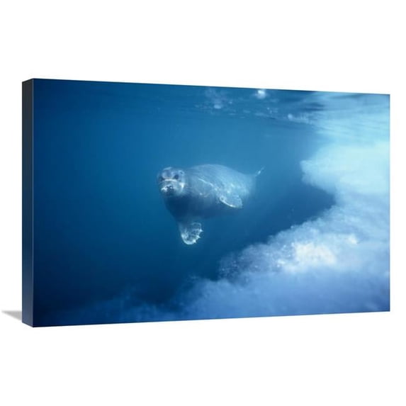 20 x 30 in. Bearded Seal Underwater, Norway Art Print - Flip Nicklin