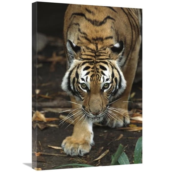 20 x 30 in. Bengal Tiger Approaching, Native to India Art Print - San Diego Zoo
