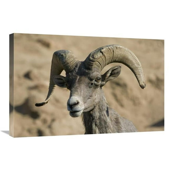 20 x 30 in. Bighorn Sheep Male, Native to North America Art Print - San Diego Zoo