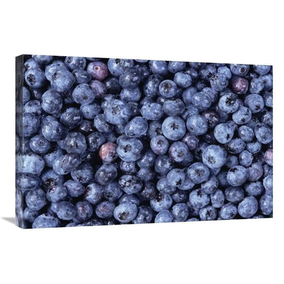 20 x 30 in. Bilberry Group, North America Art Print - Gerry Ellis