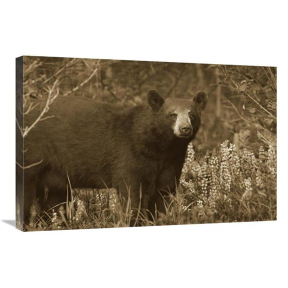20 x 30 in. Black Bear Portrait, North America Art Print - Tim Fitzharris