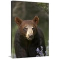 thumbnail image 1 of 20 x 30 in. Black Bear Portrait, North America Art Print - Tim Fitzharris, 1 of 1