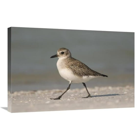 20 x 30 in. Black-Bellied Plover Walking, Fort Desoto Park, Florida Art Print - Steve Gettle
