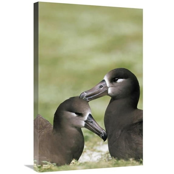 20 x 30 in. Black-Footed Albatross Pair Bonding, Midway Atoll, Hawaii Art Print - Tui De Roy