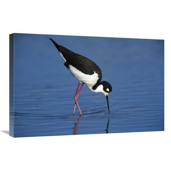 20 x 30 in. Black-Necked Stilt Foraging for Food, California Art Print - Tom Vezo