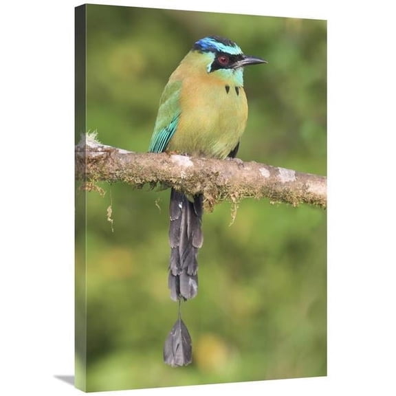 20 x 30 in. Blue-Crowned Motmot, Costa Rica Art Print - Steve Gettle