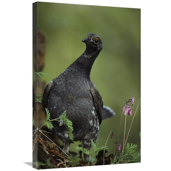 20 x 30 in. Blue Grouse, North America Art Print - Tim Fitzharris