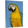 thumbnail image 1 of 20 x 30 in. Blue & Yellow Macaw Portrait, South America Art Print - Pete Oxford, 1 of 1