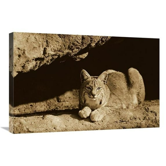 20 x 30 in. Bobcat Adult Resting on Rock Ledge, North America - Sepia Art Print - Tim Fitzharris