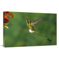 thumbnail image 1 of 20 x 30 in. Booted Racket-Tail Hummingbird Male Hovering At Flower, Western Slope of Andes, Ecuador Art Print - Tom Vezo, 1 of 1