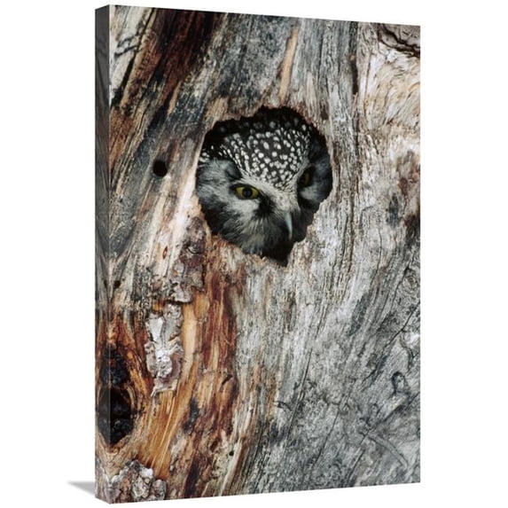 20 x 30 in. Boreal Owl in Tree Cavity in the Winter, Alaska Art Print - Michael Quinton