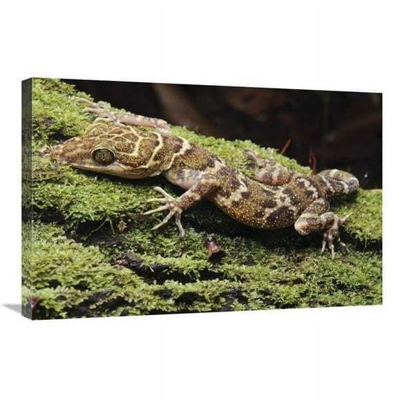 20 x 30 in. Borneo Bow-Fingered Gecko, Sarawak, Borneo, Malaysia Art Print - Chien Lee