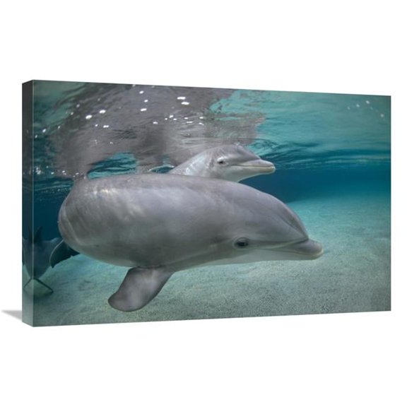 20 x 30 in. Bottlenose Dolphin, Hawaii Art Print - Flip Nicklin