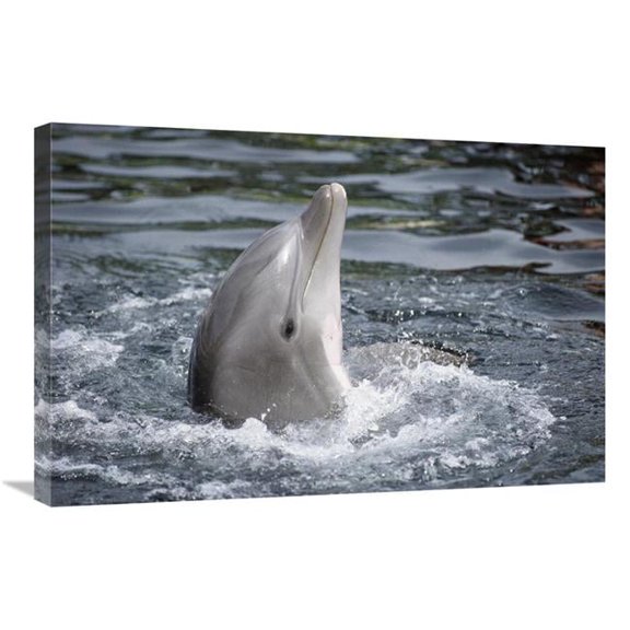 20 x 30 in. Bottlenose Dolphin, Hawaii Art Print - Flip Nicklin