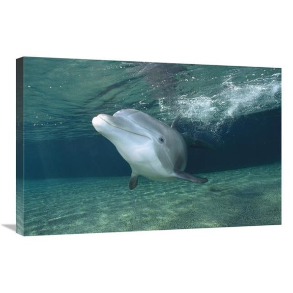 20 x 30 in. Bottlenose Dolphin, Hawaii Art Print - Flip Nicklin