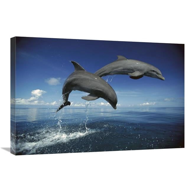 20 x 30 in. Bottlenose Dolphin Pair, Caribbean Art Print - Konrad Wothe ...